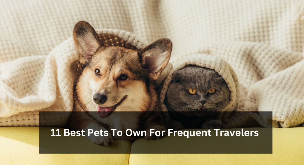 11 Best Pets To Own For Frequent Travelers