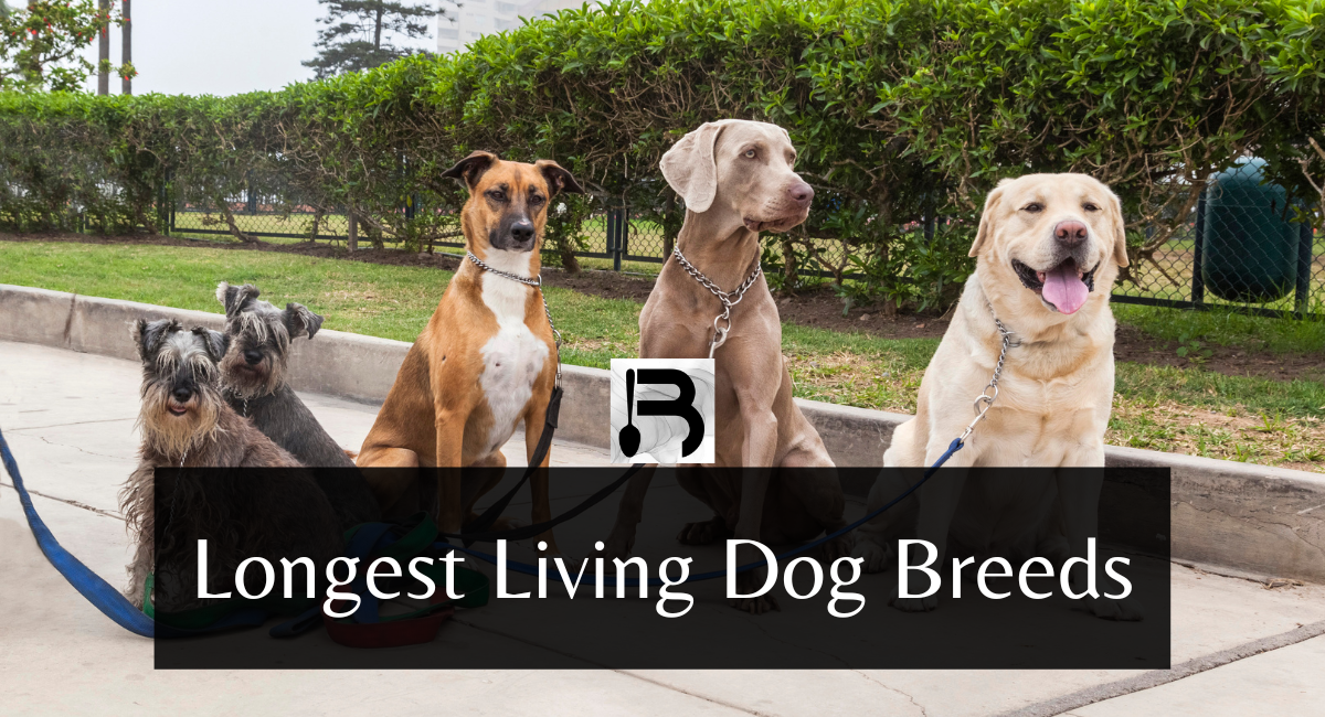 Longest Living Dog Breeds