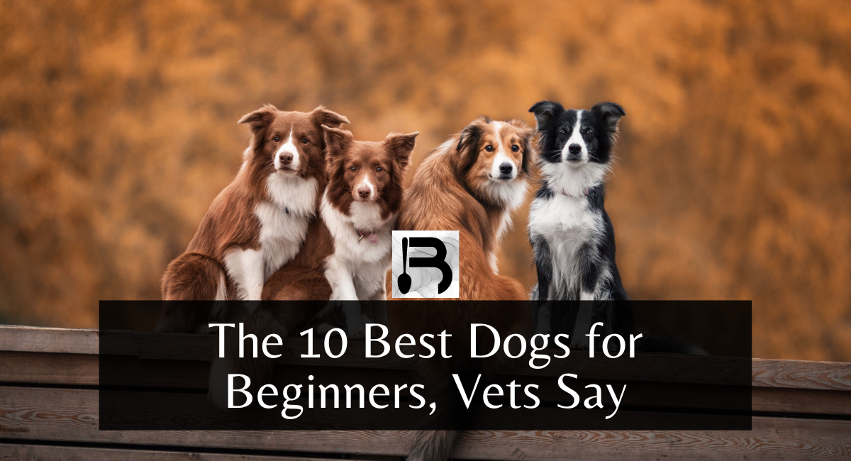 The 10 Best Dogs for Beginners, Vets Say