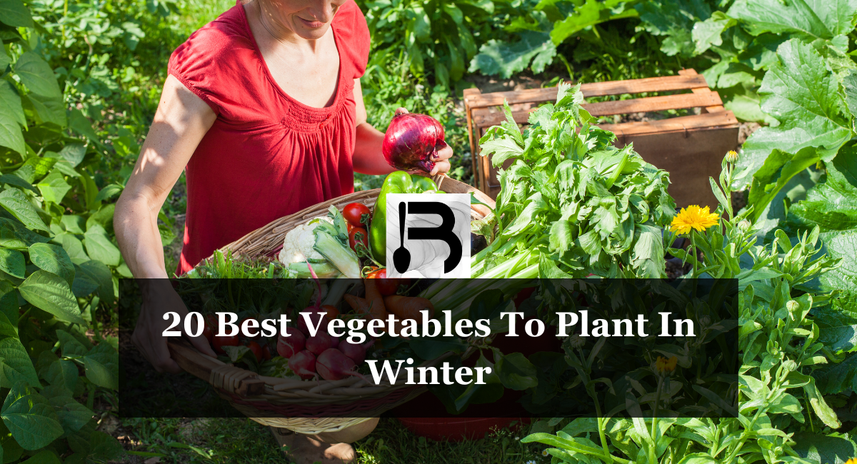 20 Best Vegetables To Plant In Winter
