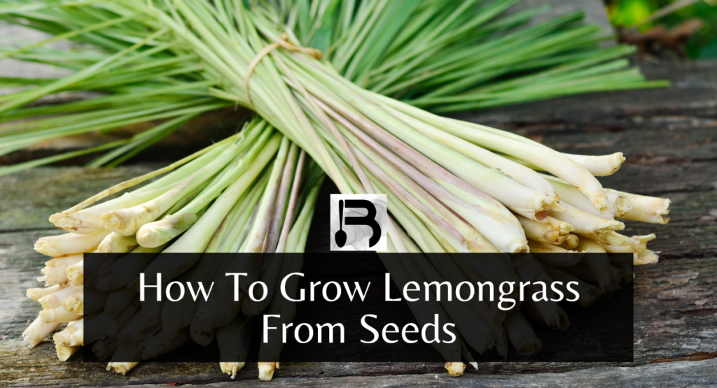 How To Grow Lemongrass From Seeds