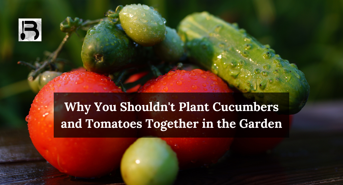 Why You Shouldn’t Plant Cucumbers And Tomatoes Together In The Garden